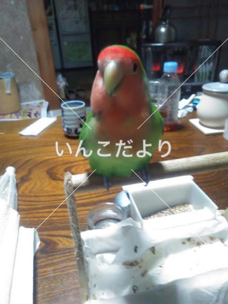迷い鳥の写真