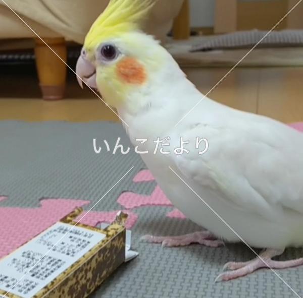迷い鳥の写真