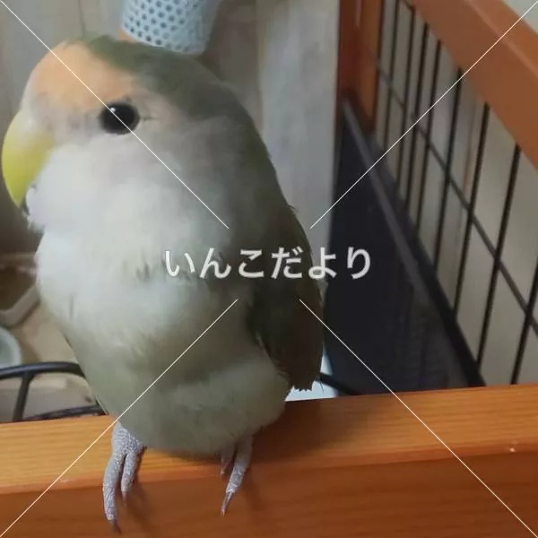 保護鳥の写真