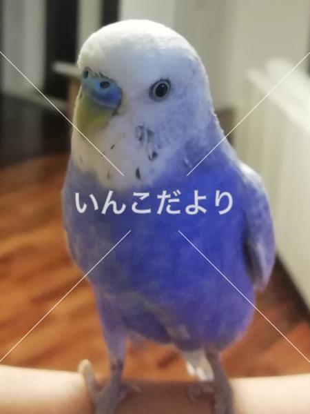迷い鳥の写真