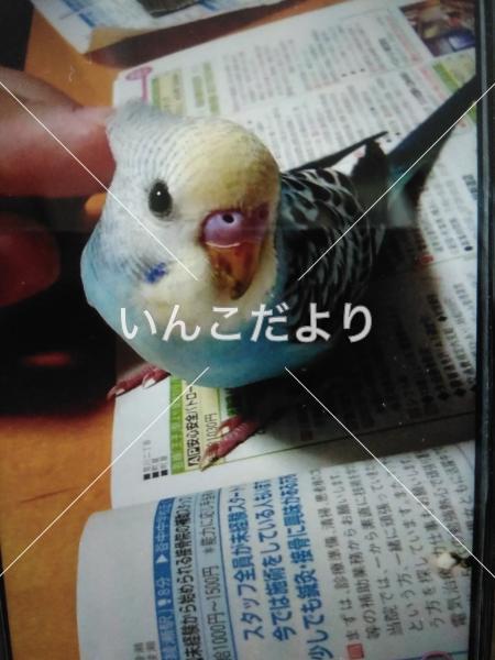 迷い鳥の写真