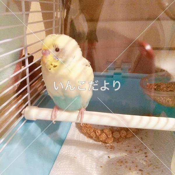 保護鳥の写真
