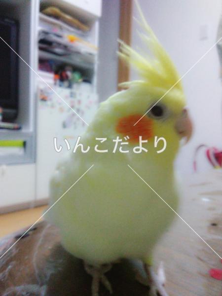 迷い鳥の写真