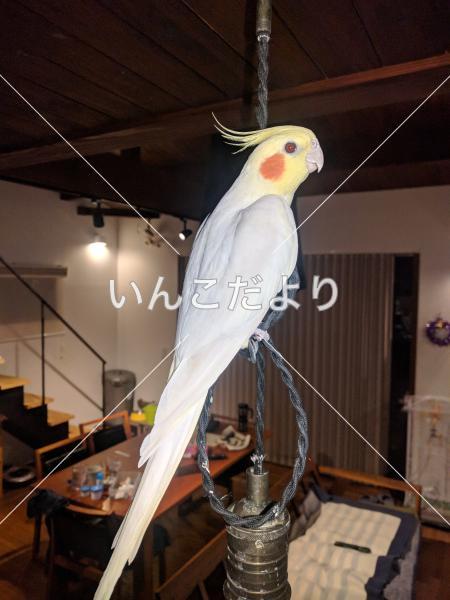保護鳥の写真