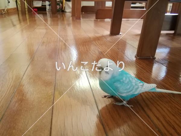 迷い鳥の写真