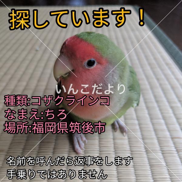 迷い鳥の写真