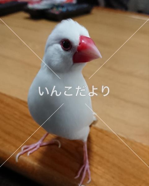 迷い鳥の写真