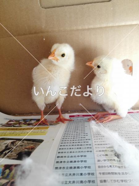 迷い鳥の写真