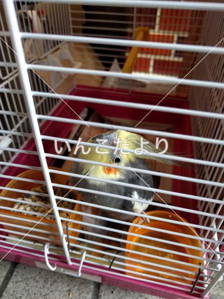 保護鳥の写真