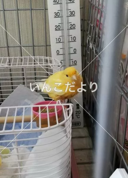 保護鳥の写真