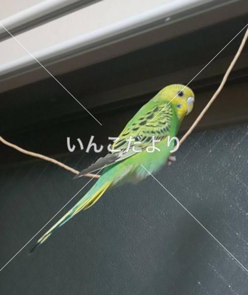 迷い鳥の写真