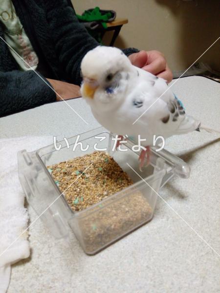 迷い鳥の写真