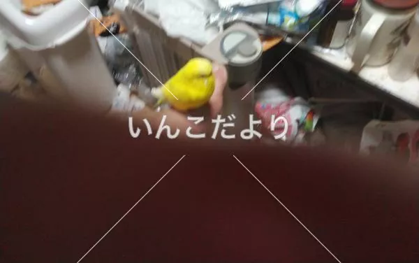 迷い鳥の写真