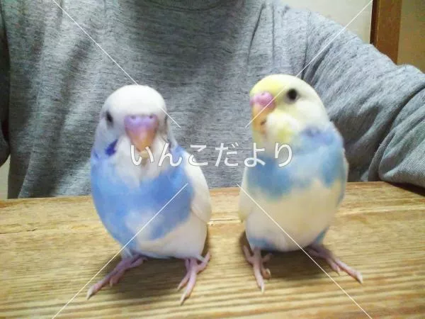 迷い鳥の写真