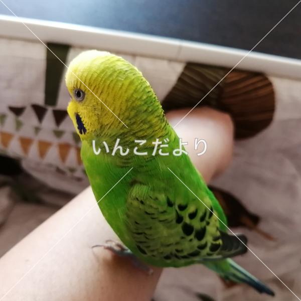迷い鳥の写真
