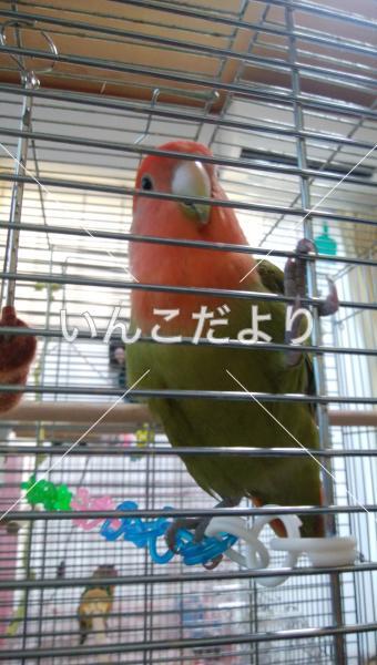 迷い鳥の写真