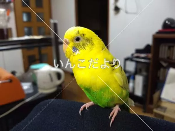 保護鳥の写真