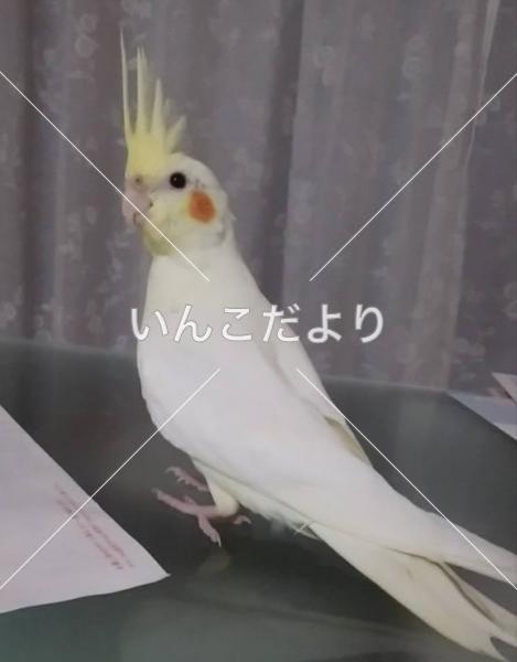 迷い鳥の写真