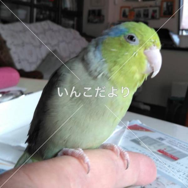 迷い鳥の写真