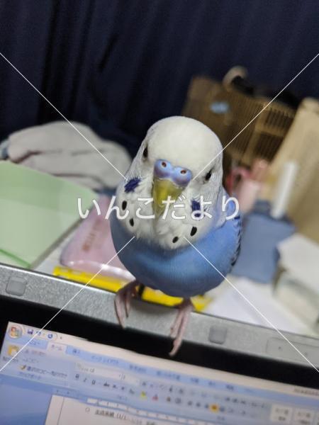 迷い鳥の写真