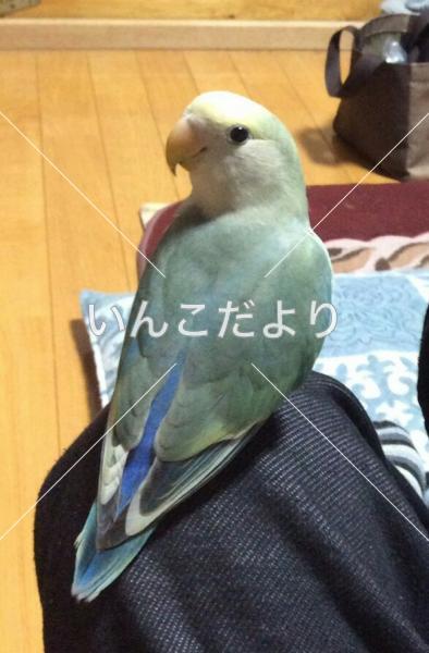 迷い鳥の写真