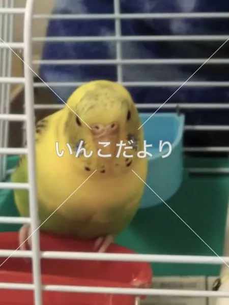 保護鳥の写真