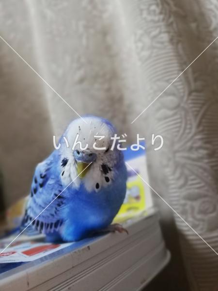 迷い鳥の写真