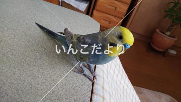 迷い鳥の写真
