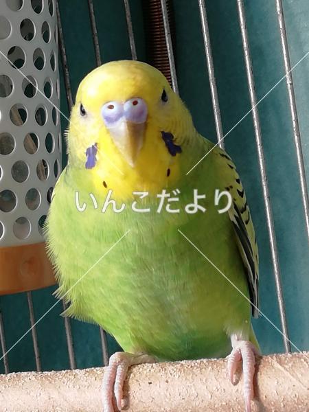 迷い鳥の写真