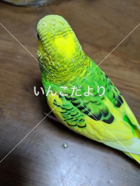 迷い鳥の写真