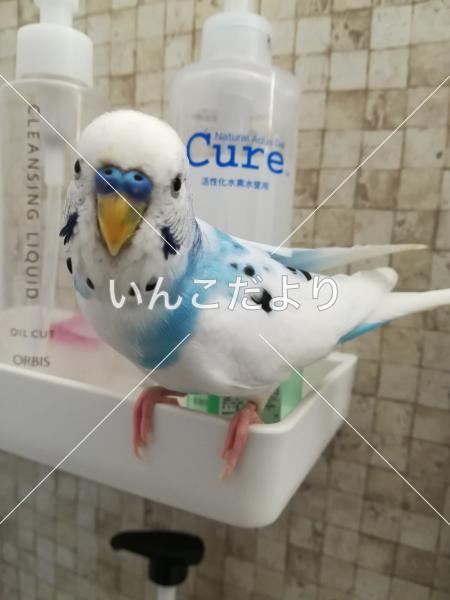 迷い鳥の写真