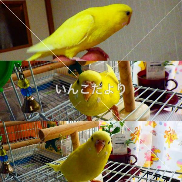 迷い鳥の写真