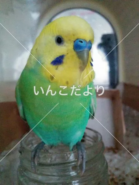 保護鳥の写真