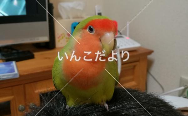 迷い鳥の写真