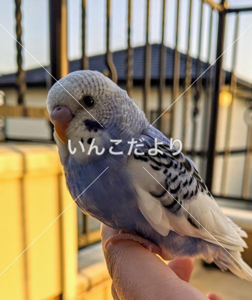 迷い鳥の写真