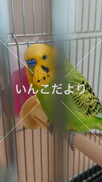 保護鳥の写真