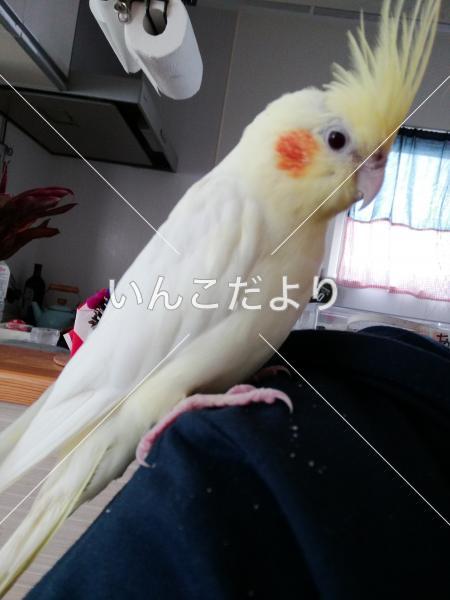 迷い鳥の写真