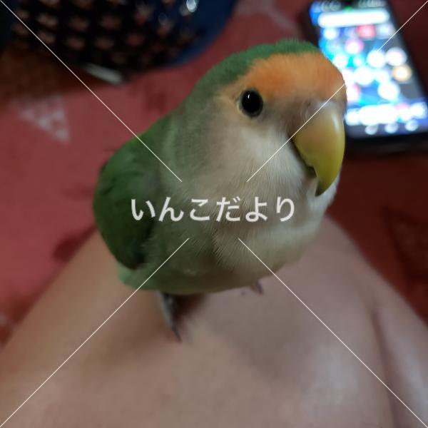 迷い鳥の写真