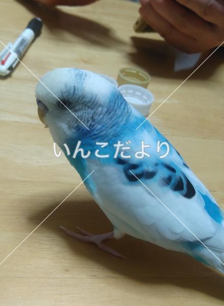 迷い鳥の写真