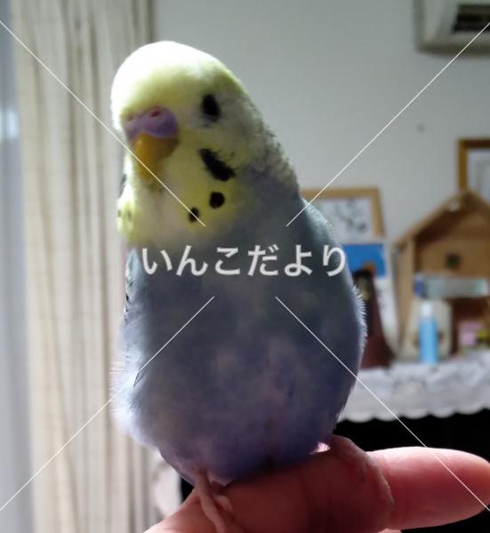 迷い鳥の写真