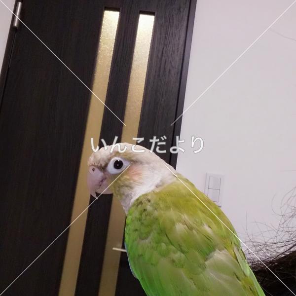 迷い鳥の写真