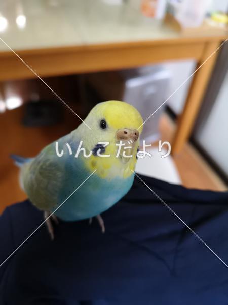 保護鳥の写真