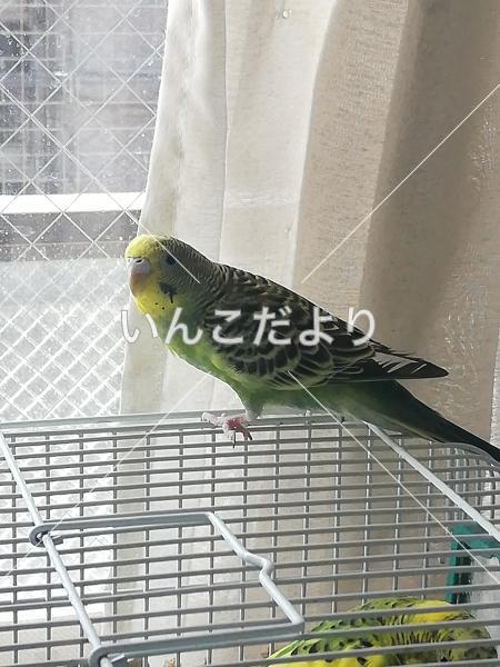 迷い鳥の写真