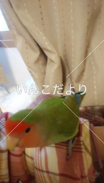 迷い鳥の写真