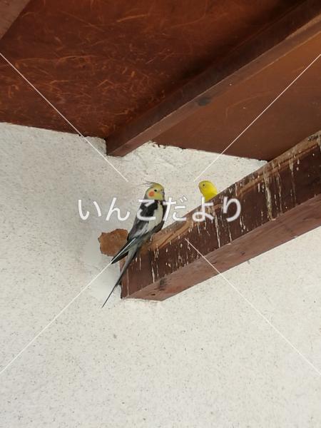 迷い鳥の写真
