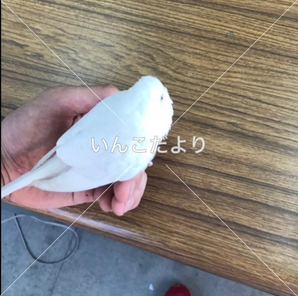 保護鳥の写真