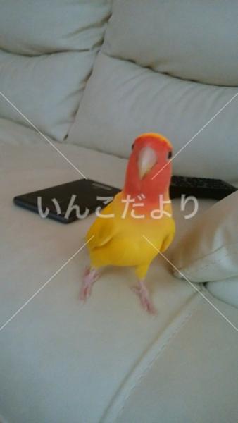 迷い鳥の写真