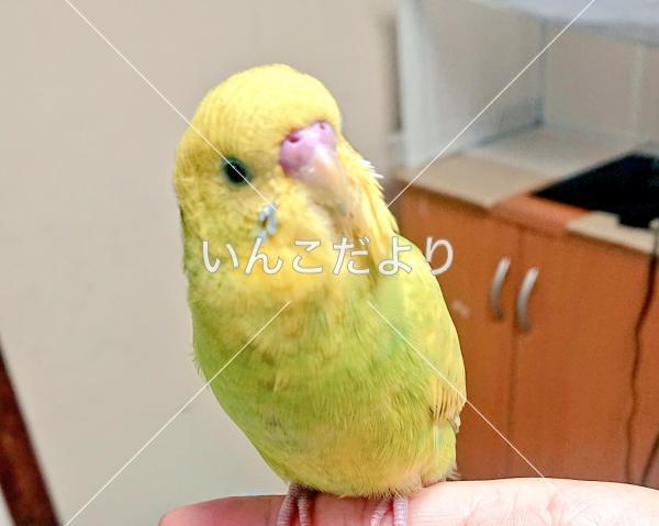 迷い鳥の写真