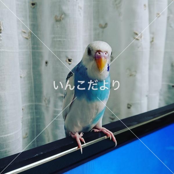 迷い鳥の写真