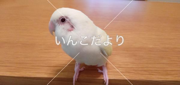 迷い鳥の写真